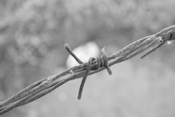 barbed wire