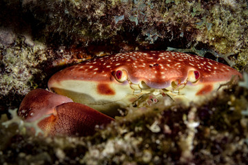 Fototapeta na wymiar Batwing Coral Crab
