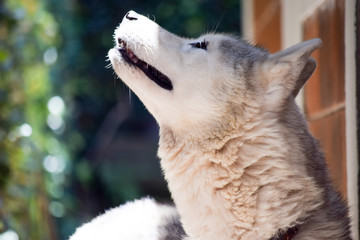 Naklejka premium Retrato de perra husky viendo hacia arriba, hocico bañado en luz.