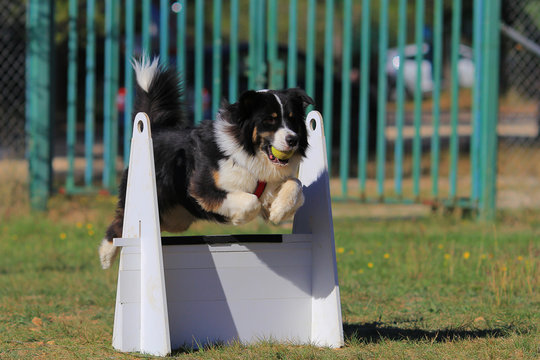 Flyball dog
