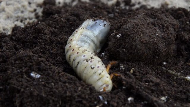 Huge insect larva digs in the ground