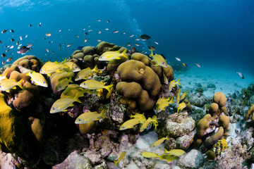 Colorful Coral Reef © puntel