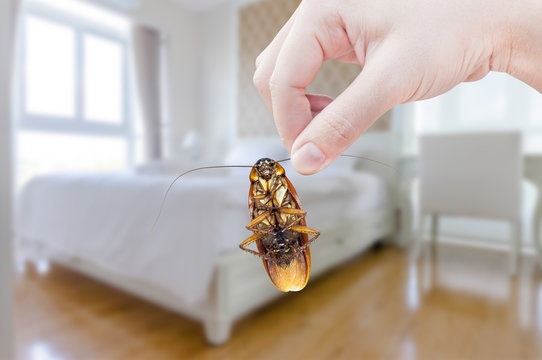 Woman's Hand holding cockroach on bedroom background, eliminate cockroach in bedroom