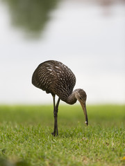 Limpkin or courlan foraging on grass