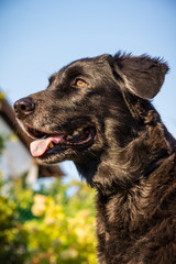 Brown Eyed Dog Closeup