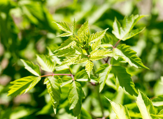 leaves of a tree in nature