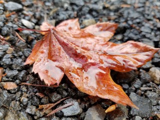 Autumn Leaf 1