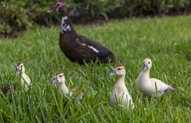 Muscovy duck with her four ducklings