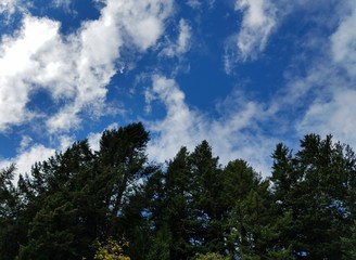 Fototapeta na wymiar Sky with treetops
