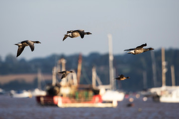 Brent Goose from Dawlish Warren, Devon, England