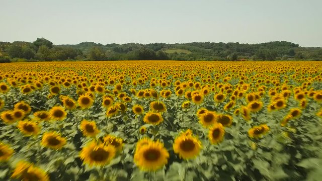 Drone footage of field covered with beautiful sunflowers against mountains
