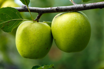Green apples on branch