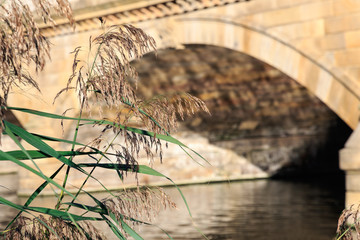 Dry Reeds with Serpentine Bridge in the background