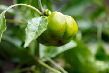 Green bell pepper closeup