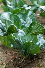 Cabbage row in the garden
