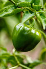 Green bell pepper closeup