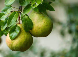 Ripe pears closeup