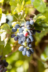 black grapes in nature