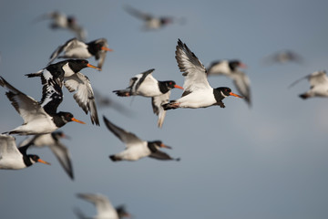 Eurasian Oystercatcher, Oystercatcher, Birds