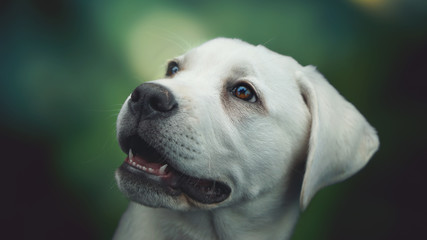 Portrait von einem jungen süßen Hund mit weißem Fell,  spitzen Zähnen und großen Augen
