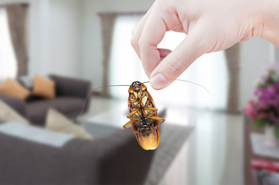 Woman's Hand holding cockroach on room in house background, eliminate cockroach in room house