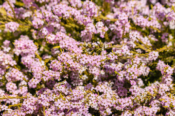 closeup of pink breath of heaven shrub flowers