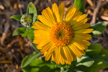closeup of English marigold flower head in bloom