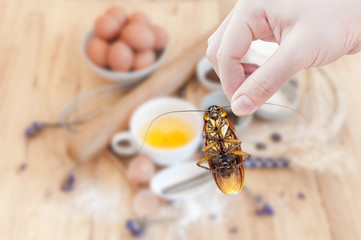 Woman's Hand holding cockroach on food kitchen background, eliminate cockroach in kitchen