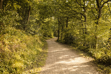 Fototapeta na wymiar Schotterweg durch den Wald