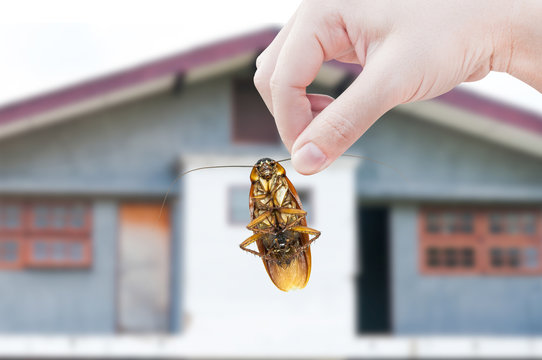 Woman's Hand holding cockroach on house background, eliminate cockroach in house