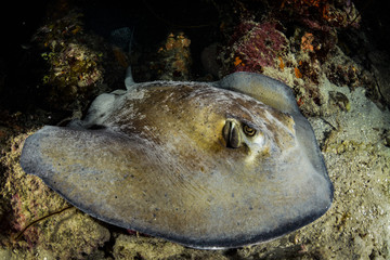 Sting ray resting on reef