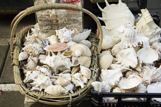 Sea shells for sale