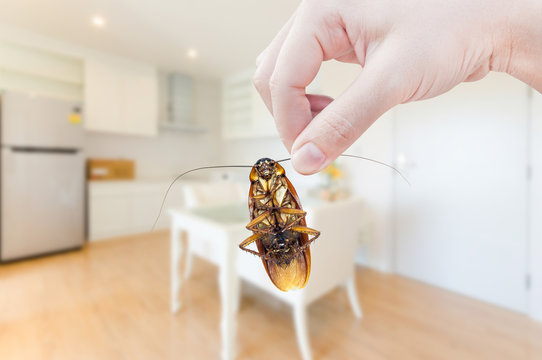Woman's Hand holding cockroach on room in house background, eliminate cockroach in room house
