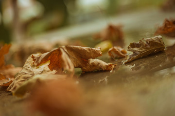 Fallen autumn leaves on the ground