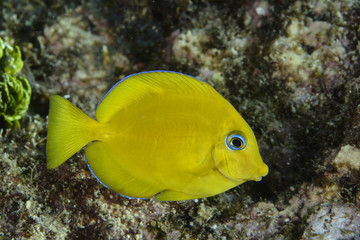 Yellow fish with blue eyes