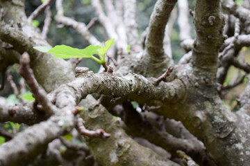Ramas enredadas de árbol con una hoja verde creciendo.