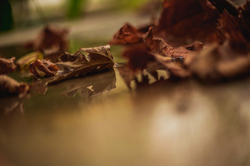 Fallen autumn leaves on the ground