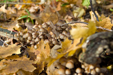 Toadstool mushroom near the forest tree closeup