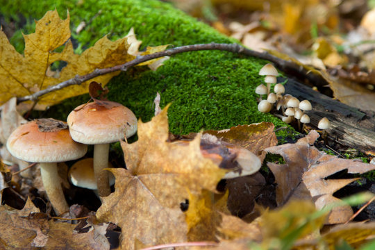 Toadstool mushroom near the forest tree closeup
