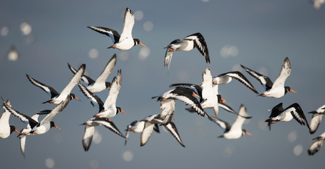 Eurasian Oystercatcher, Oystercatcher, Birds