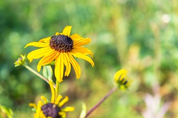Black eyed Susan Macro in autumn