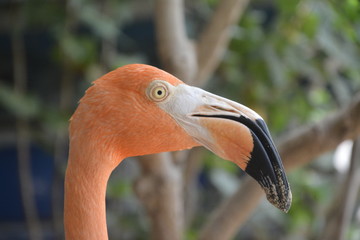 Flamingo face