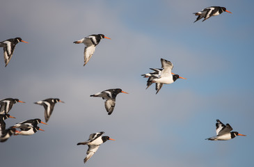 Eurasian Oystercatcher, Oystercatcher, Birds