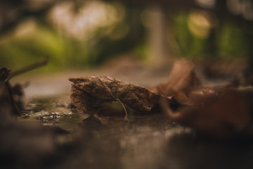 Fallen autumn leaves on the ground