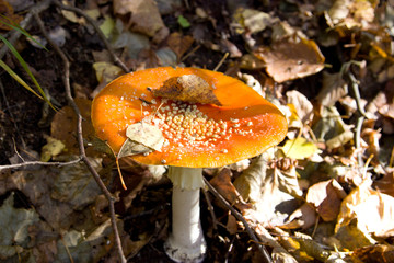 Toadstool (Amanita muscaria) mushroom near the forest tree close