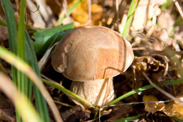 Boletus edulis or cep penny bun porcino or king bolete. Mushroom porcino or cep in it's natural habitat.