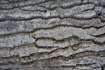 Poplar tree trunk with bark, background texture