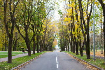 Fototapeta na wymiar Empty car driveway in the city lined with colorful autumnal trees in fall season