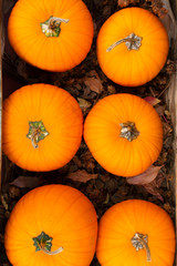 orange pumpkins on leaves