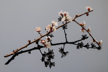 A branch of apricot tree with flowers on a black background with reflection